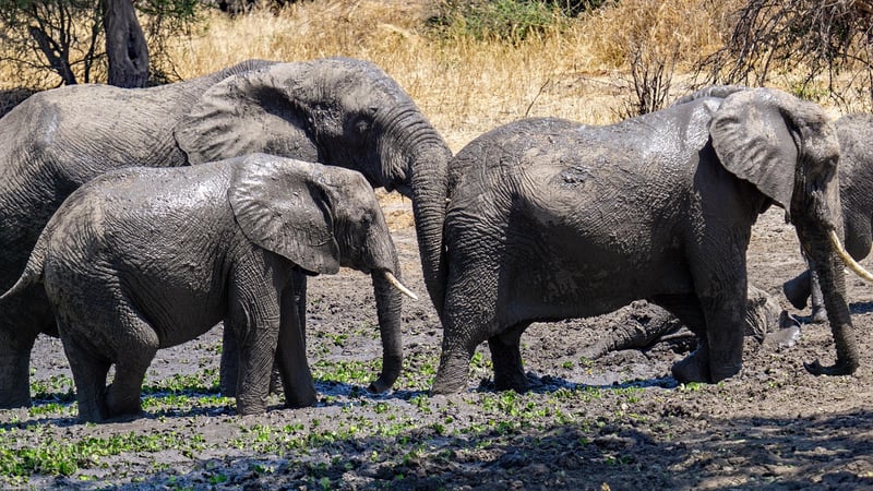 African Savannah
