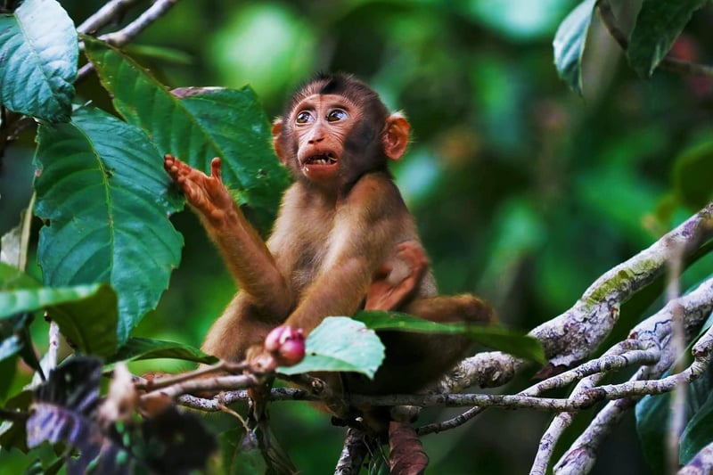 Borneo's Jungles