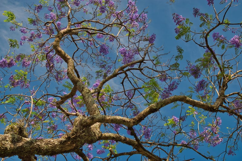 Costa Rican Rainforests